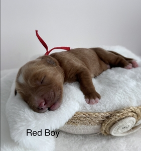 Red boy